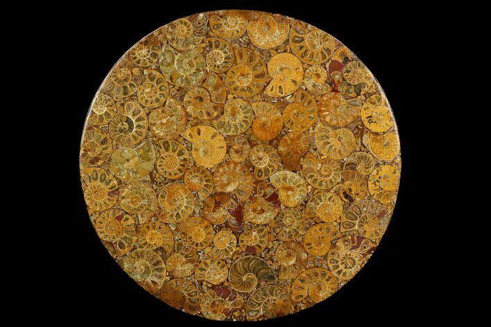 Composite Plate Of Agatized Ammonite Fossils #130575
